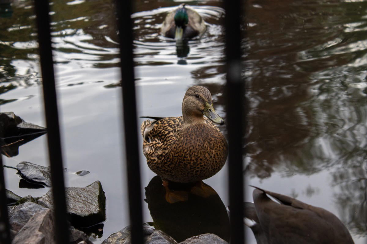 A duck in jail